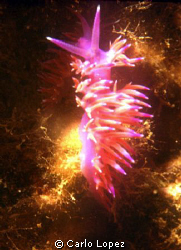 flabellina by Carlo Lopez 